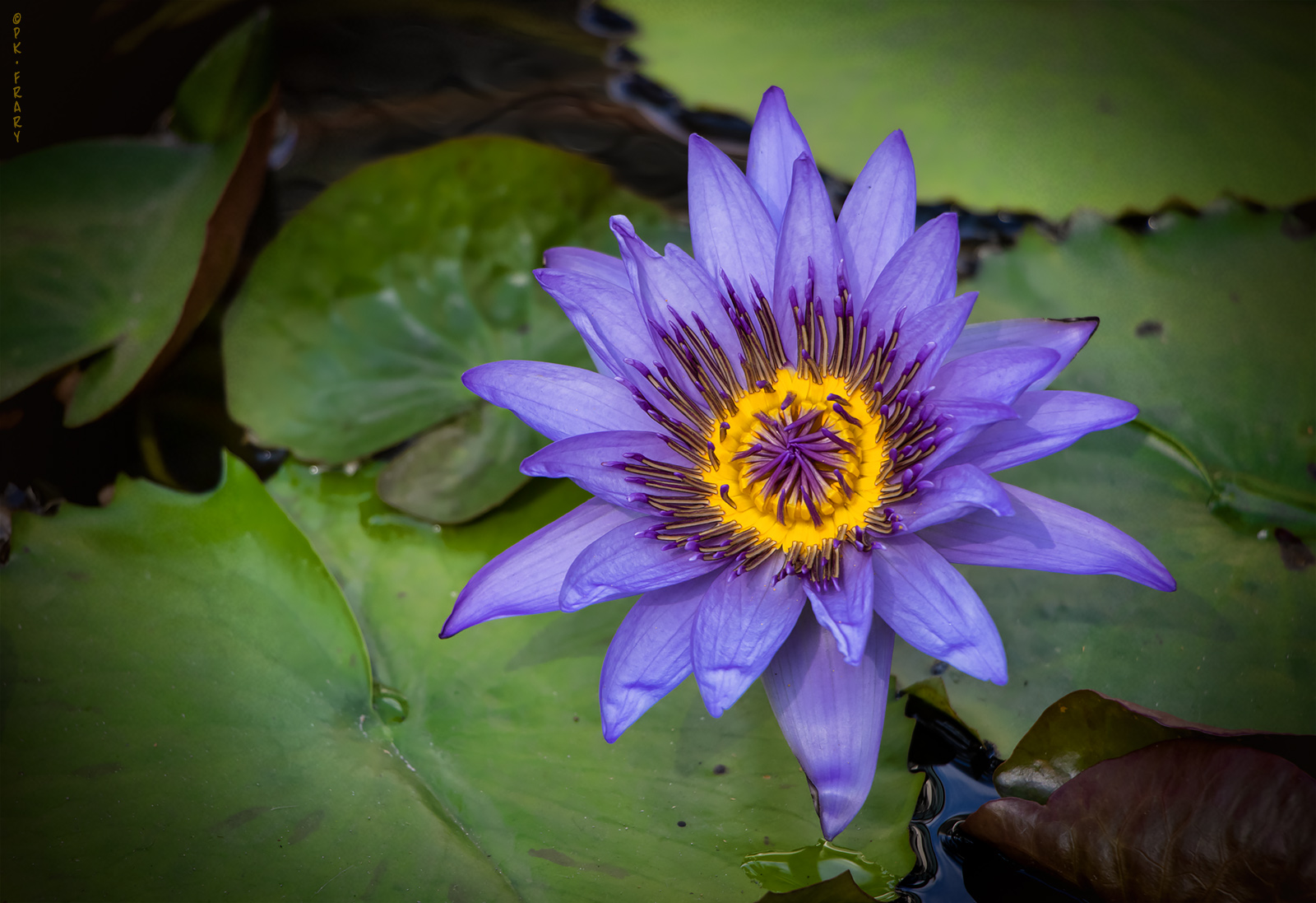 Purple Lotus