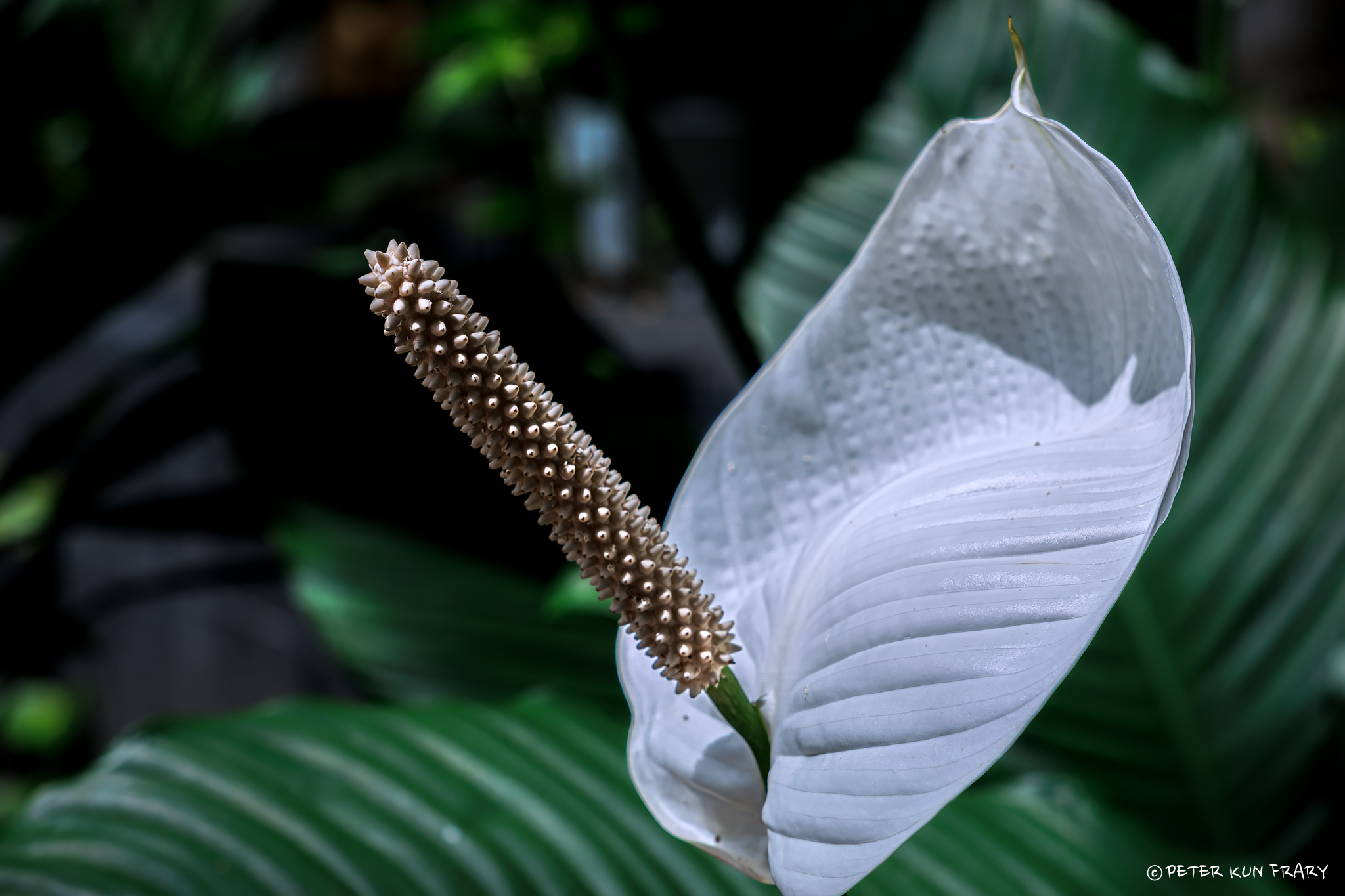 Peace Lily Peace Lily