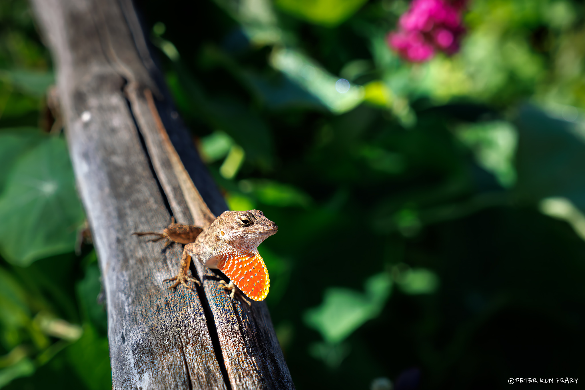 brown_anole brown_anole